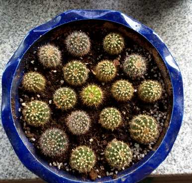 如何种植仙人掌？仙人掌被切断种植