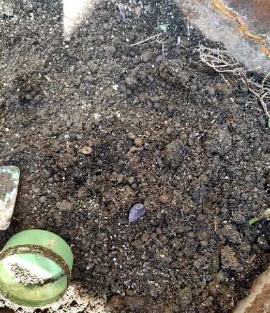 如何种植仙人掌？仙人掌被切断种植