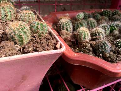 如何种植仙人掌？仙人掌被切断种植