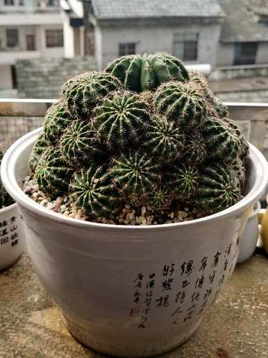 如何种植仙人掌？仙人掌被切断种植