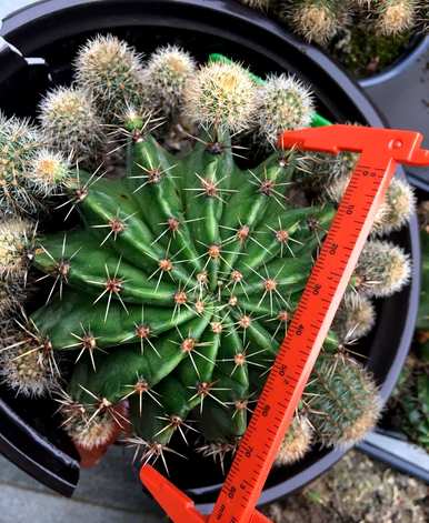 如何种植仙人掌？仙人掌被切断种植