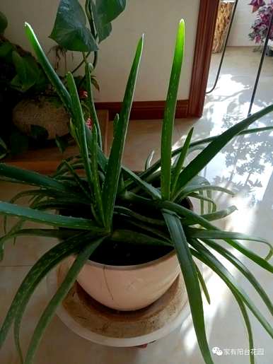 新手养什么花成活率高，适合新手养什么花？