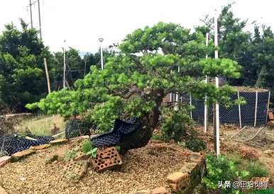 北海雀舌罗汉松盆景，如何饲养雀舌罗汉松盆景