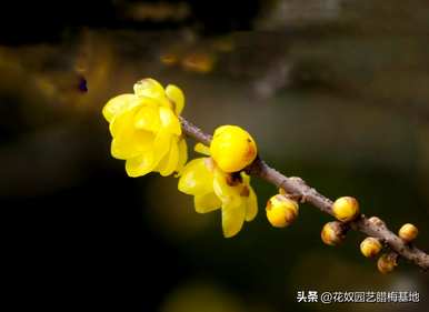 古人用腊梅花象征什么，腊梅花象征什么意义？