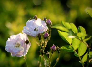 野玫瑰的花语是什么意思？野玫瑰的花语是什么？