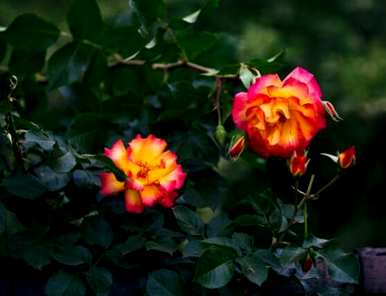 野玫瑰的花语是什么意思？野玫瑰的花语是什么？