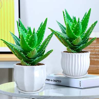 卧室凸窗适合养什么植物，卧室养什么植物花卉？