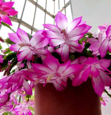 卧室凸窗适合养什么植物，卧室养什么植物花卉？