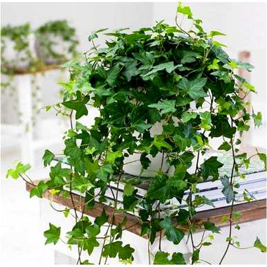 卧室凸窗适合养什么植物，卧室养什么植物花卉？