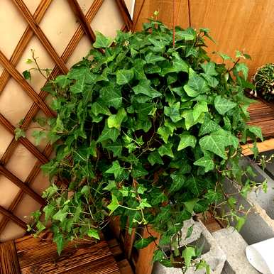 卧室凸窗适合养什么植物，卧室养什么植物花卉？