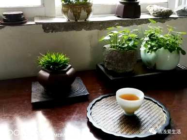 如何养金线菖蒲，如何养金线菖蒲和虎须菖蒲？