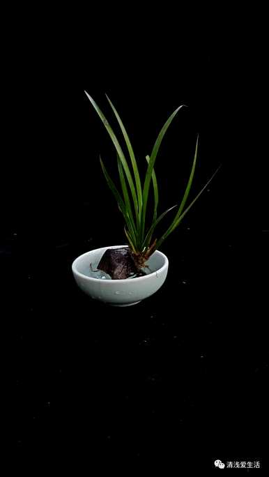 如何养金线菖蒲，如何养金线菖蒲和虎须菖蒲？