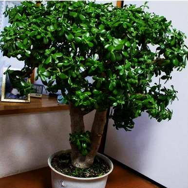 卧室凸窗适合养什么植物，卧室养什么植物花卉？