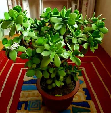卧室凸窗适合养什么植物，卧室养什么植物花卉？