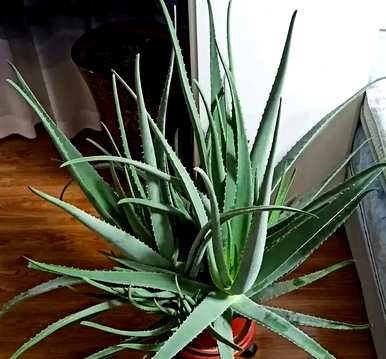 卧室凸窗适合养什么植物，卧室养什么植物花卉？