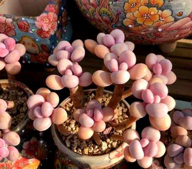 什么土壤容易饲养多肉植物？多肉植物颗粒土的配方