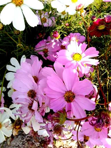 矮牵牛花语是什么，矮牵牛花语是什么？