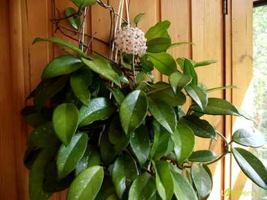 室内爬藤有哪些植物？室内楼梯爬藤有哪些？