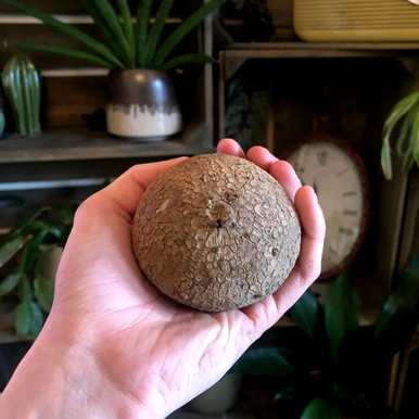 室内爬藤有哪些植物？室内楼梯爬藤有哪些？