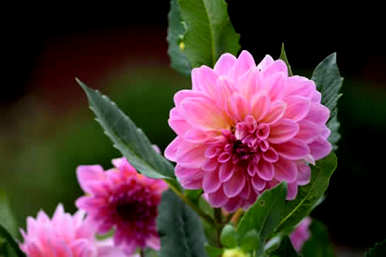 矛膏菜的病虫害及其防治方法有哪些？青花菜病害图谱及防治