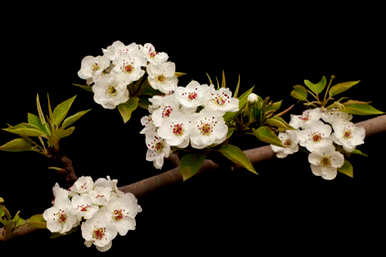 盆花管理方法、盆花栽培管理的相关原则阐述了盆花种植和管理方法