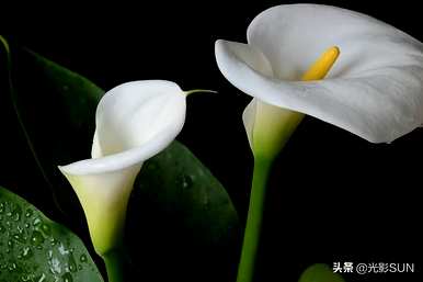 米加海芋花语，海芋花语