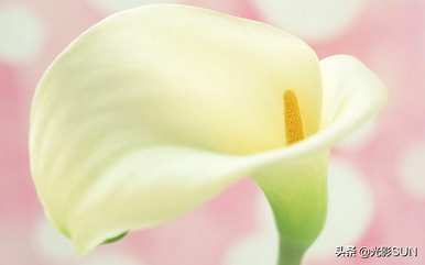 米加海芋花语，海芋花语
