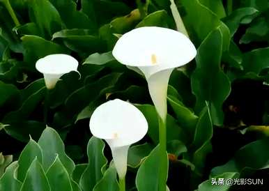 米加海芋花语，海芋花语