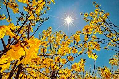 紫花风铃木的语言是什么？紫花风铃木语言简介