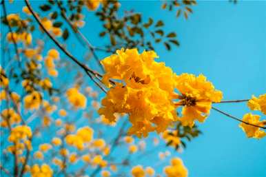 紫花风铃木的语言是什么？紫花风铃木语言简介