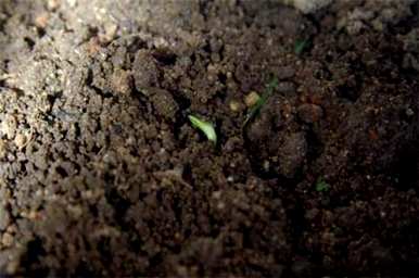 格桑花的种植方法和时间，格桑花有多高？