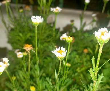 什么是雏菊花语，什么是雏菊图片和花语