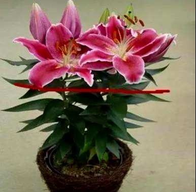 如何修剪百合花束？