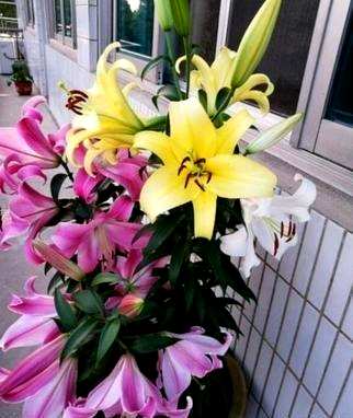 如何修剪百合花束？