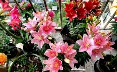 如何修剪百合花束？
