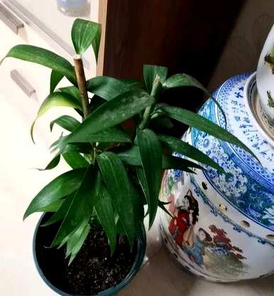 如何修剪百合花束？