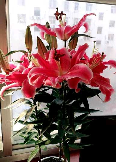 如何修剪百合花束？