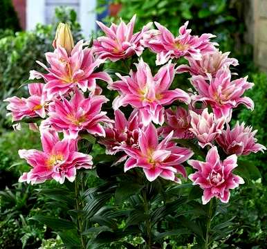 如何修剪百合花束？