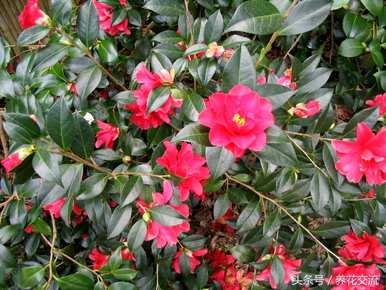 东北茶花盆栽养殖，盆栽茶花如何养殖