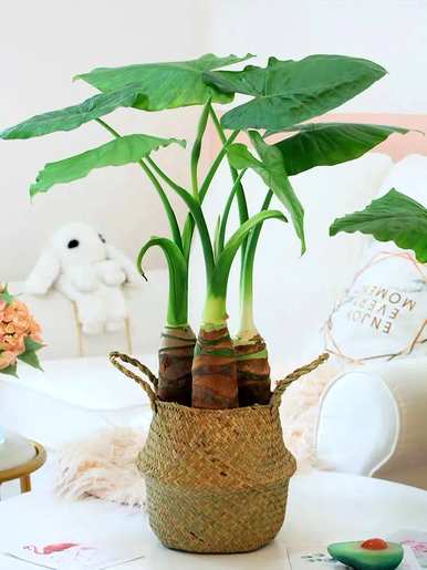 滴水观音适合室内养吗？滴水观音的花有毒吗？在室内养好吗？