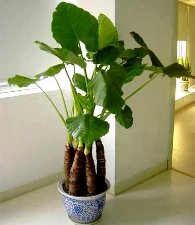 滴水观音适合室内养吗？滴水观音的花有毒吗？在室内养好吗？