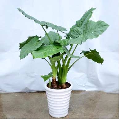 滴水观音适合室内养吗？滴水观音的花有毒吗？在室内养好吗？