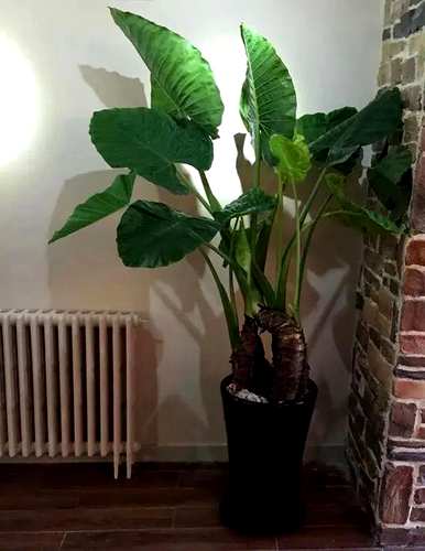 滴水观音适合室内养吗？滴水观音的花有毒吗？在室内养好吗？