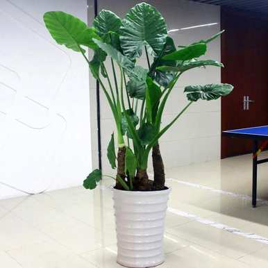滴水观音适合室内养吗？滴水观音的花有毒吗？在室内养好吗？