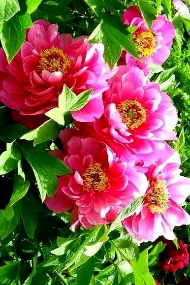 黄牡丹花语文案，牡丹花语是什么？
