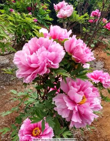 黄牡丹花语文案，牡丹花语是什么？