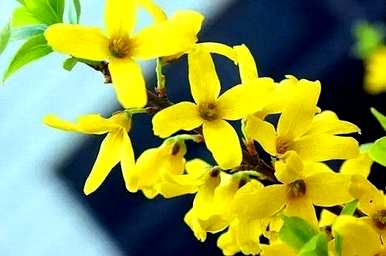 春天开的花有哪些图片，春天开的花有哪些？
