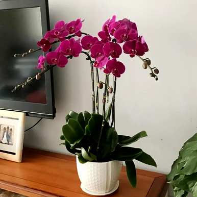 蝴蝶兰的开花时间是几月，蝴蝶兰的开花时间是几月