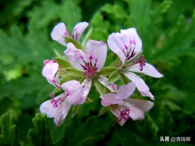 如何饲养香叶天竺葵，如何维护香叶天竺葵