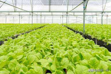 温室蔬菜种植技术培训学习直播，温室蔬菜种植技术